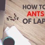 How To Get Ants Out Of Your Laptop – 4 Ways