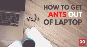 Read more about the article How To Get Ants Out Of Your Laptop – 4 Ways