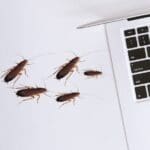 4 Easy Steps to Get Roaches Out of Laptop (with Pictures)
