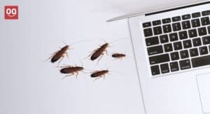 Read more about the article 4 Easy Steps to Get Roaches Out of Laptop (with Pictures)