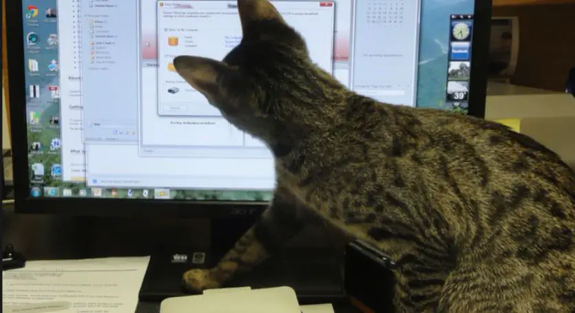 5 Strange Reasons Why Cats Like Keyboards (It's Not Normal)