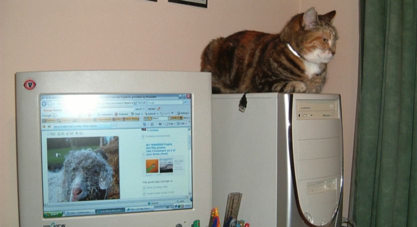 5 Strange Reasons Why Cats Like Keyboards (It's Not Normal)