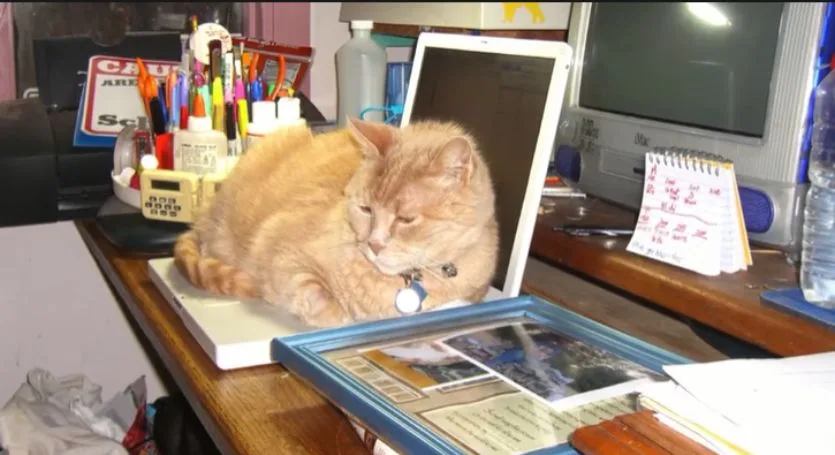 5 Strange Reasons Why Cats Like Keyboards (It's Not Normal)