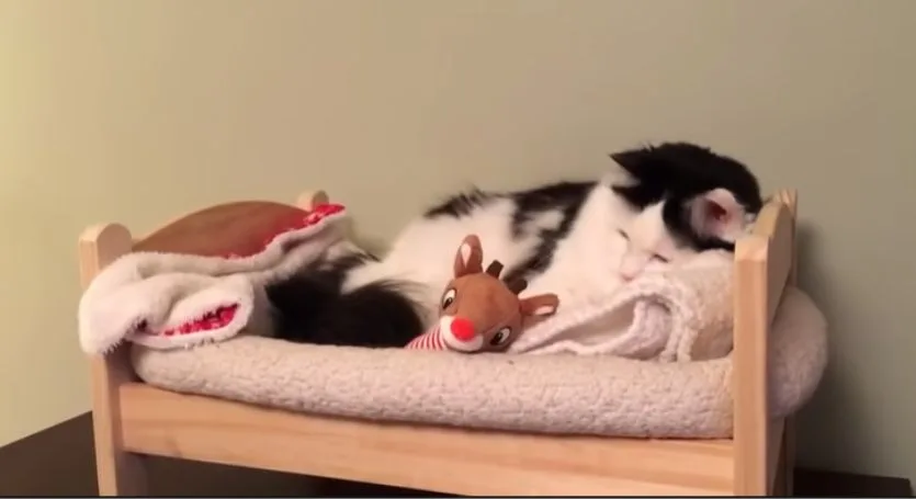 5 Strange Reasons Why Cats Like Keyboards (It's Not Normal)