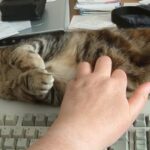 5 Strange Reasons Why Cats Like Keyboards (It’s Not Normal)