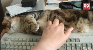 Read more about the article 5 Strange Reasons Why Cats Like Keyboards (It’s Not Normal)
